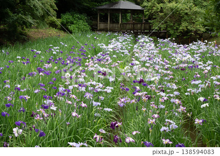 生田緑地の菖蒲園 生田緑地の菖蒲園 138594083