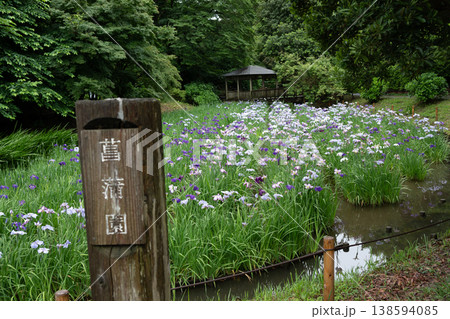 生田緑地の菖蒲園 生田緑地の菖蒲園 138594085