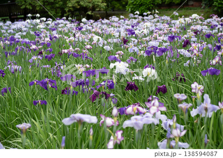 生田緑地の菖蒲園 生田緑地の菖蒲園 138594087