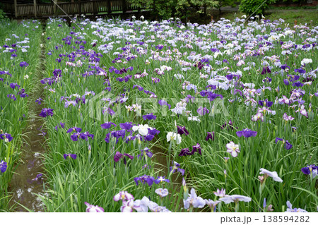 生田緑地の菖蒲園 生田緑地の菖蒲園 138594282