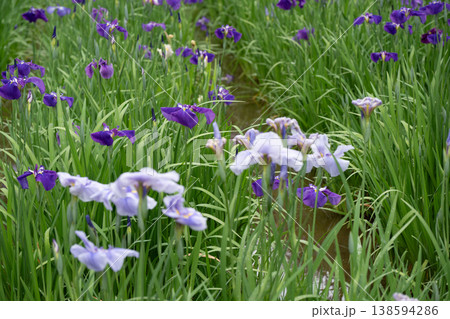 生田緑地の菖蒲園 生田緑地の菖蒲園 138594286