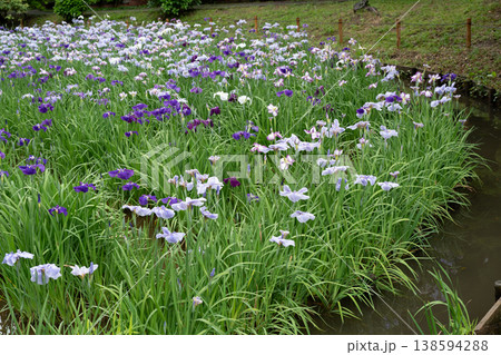 生田緑地の菖蒲園 生田緑地の菖蒲園 138594288
