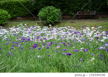 生田緑地の菖蒲園 生田緑地の菖蒲園 138594290