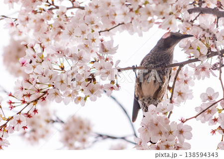 満開の桜にとまる野鳥 春イメージ 満開の桜にとまる野鳥 春イメージ 138594343
