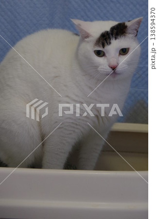 猫ちゃんトイレ中 138594370