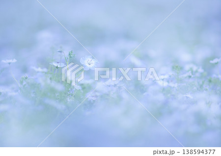 淡く青いネモフィラの花たち 淡く青いネモフィラの花たち 138594377