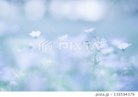 淡く青いネモフィラの花とつぼみ 138594379