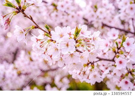 桜の接写 桜の接写 138594557