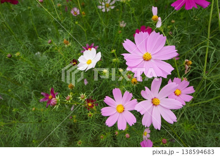 秋の花コスモスの季節がやってきた 138594683