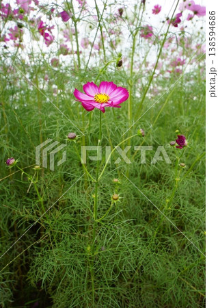 コスモス畑に咲くピンクのコスモス 138594686