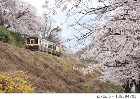 わたらせ渓谷鐵道「小雨降る満開の桜の中を走る列車」 わたらせ渓谷鐵道「小雨降る満開の桜の中を走る列車」 138594703