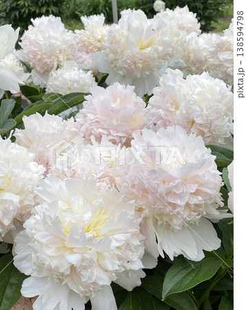 Peony flowers blooming in lush garden, showcasing delicate white and pink petals in summer Peony flowers blooming in lush garden, showcasing delicate white and pink petals in summer 138594798