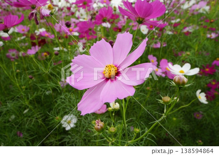 秋の花コスモスのピンク色のコスモスが咲いています 秋の花コスモスのピンク色のコスモスが咲いています 138594864