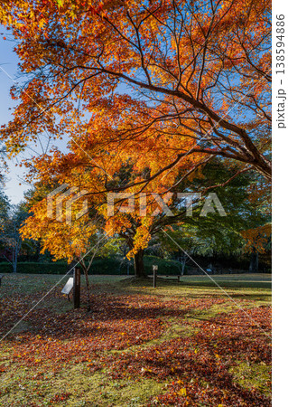 浜松市の鳥羽山公園の紅葉の風景(静岡県) 浜松市の鳥羽山公園の紅葉の風景(静岡県) 138594886