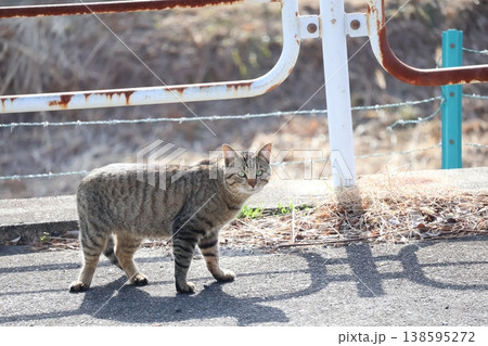 道で立ち止まってこちらを見るトラ猫のいる風景 道で立ち止まってこちらを見るトラ猫のいる風景 138595272
