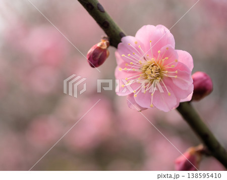 晴れた3月に咲いたピンク色の梅の花「御所紅(ゴショベニ)」 晴れた3月に咲いたピンク色の梅の花「御所紅(ゴショベニ)」 138595410