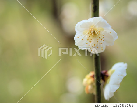 晴れた3月に咲いた白い梅の花「白滝枝垂（シラタキシダレ）」 138595563