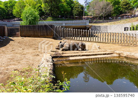 多摩動物公園 サイ 東京都日野市程久保 多摩動物公園 サイ 東京都日野市程久保 138595740