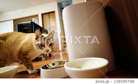 家の中でくつろぐ2匹の飼い猫 家の中でくつろぐ2匹の飼い猫 138595786