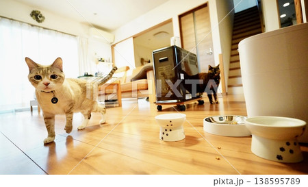 家の中でくつろぐ2匹の飼い猫 家の中でくつろぐ2匹の飼い猫 138595789
