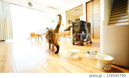 家の中でくつろぐ2匹の飼い猫 家の中でくつろぐ2匹の飼い猫 138595790