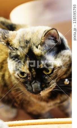 家の中でくつろぐ2匹の飼い猫 家の中でくつろぐ2匹の飼い猫 138595793
