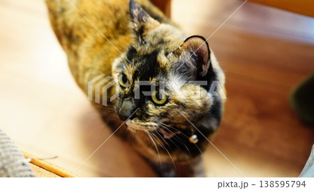 家の中でくつろぐ2匹の飼い猫 家の中でくつろぐ2匹の飼い猫 138595794
