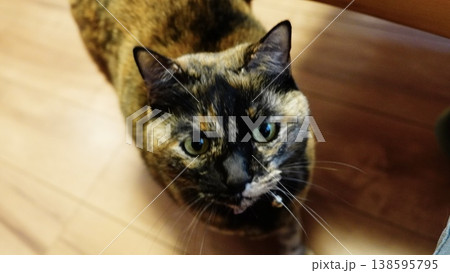 家の中でくつろぐ2匹の飼い猫 家の中でくつろぐ2匹の飼い猫 138595795