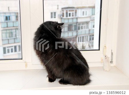 small hamster makes friendship with cat. Love of pets. Pet life small hamster makes friendship with cat. Love of pets. Pet life 138596012
