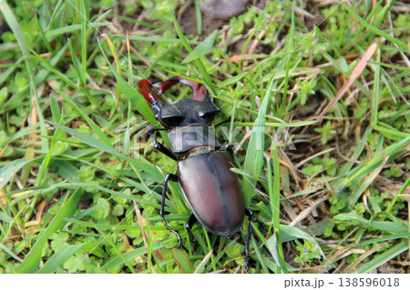 Stag beetle is climbing in green grass. Big insect with great horns 138596018