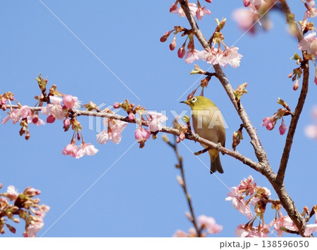 桜の蜜を吸うメジロ 桜の蜜を吸うメジロ 138596050