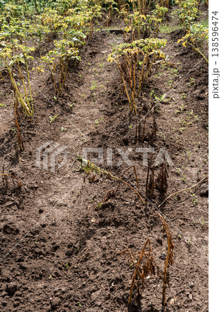 Potato plants in a field suffering from blight, a common plant disease causing significant crop damage and agricultural loss 138596474