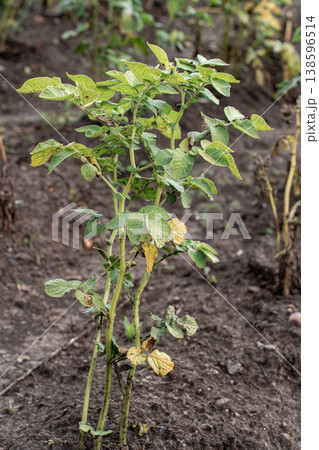 Potato plant leaves displaying signs of blight or disease, with yellowing dark spots affecting agricultural crop. Crop infections, farming Potato plant leaves displaying signs of blight or disease, with yellowing dark spots affecting agricultural crop. Crop infections, farming 138596514