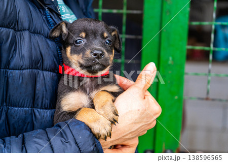 Puppy little dog in hands 138596565
