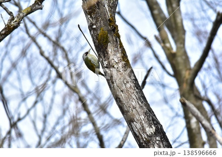 野鳥アオゲラ 野鳥アオゲラ 138596666