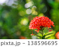Gorgeous red ixora tropical flower closeup sunlight vibrant floral nature background 138596695