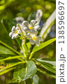 Tropical plumeria flower closeup soft sunlight serene floral nature background 138596697