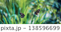 Two butterflies flying tropical foliage blur background serene sunlight nature outdoors 138596699