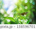 Outstanding butterfly closeup tropical lush foliage blurred background serene peaceful sunlight nature outdoors 138596701