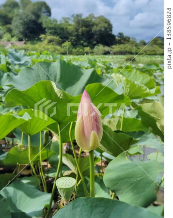 蓮の花の蕾と池の風景 蓮の花の蕾と池の風景 138596828