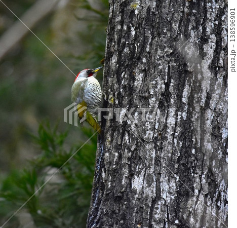 アオゲラ 138596901