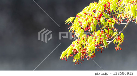 穏やかな春の光を浴びて風に揺れる紅葉の花と青葉 穏やかな春の光を浴びて風に揺れる紅葉の花と青葉 138596912