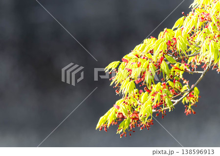 穏やかな春の光を浴びて風に揺れる紅葉の花と青葉 138596913