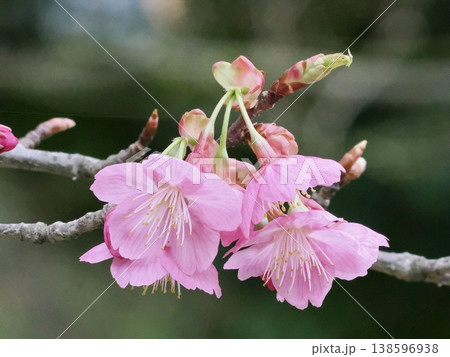 桜 138596938