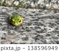 石の上にちょこんと座る小さなカエル 138596949