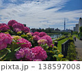 青空の下に咲く紫陽花と住宅街の風景 138597008