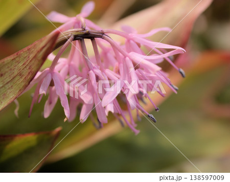 3月に咲いた可愛らしいショウジョウバカマ（猩々袴）の花 138597009