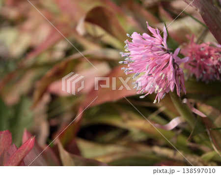 3月に咲いた可愛らしいショウジョウバカマ（猩々袴）の花 138597010