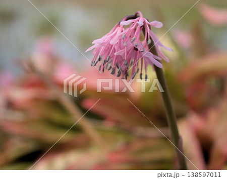 3月に咲いた可愛らしいショウジョウバカマ（猩々袴）の花 138597011