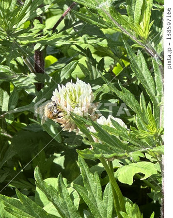 花に集まる蜂と自然の共生を感じる風景 花に集まる蜂と自然の共生を感じる風景 138597166